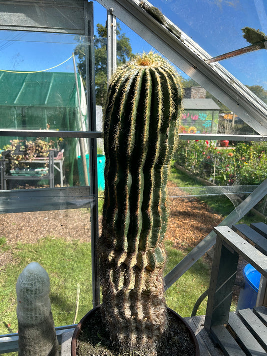 Notocactus magnificus (ET1127)