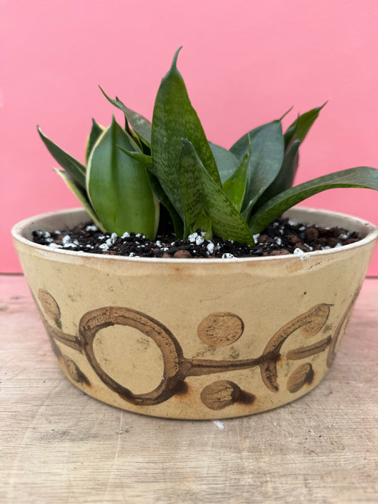 Sansevieria Trio in Vintage Bowl (079)
