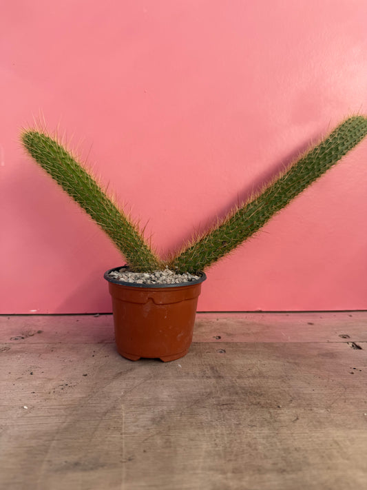 Cleistocactus species (073)