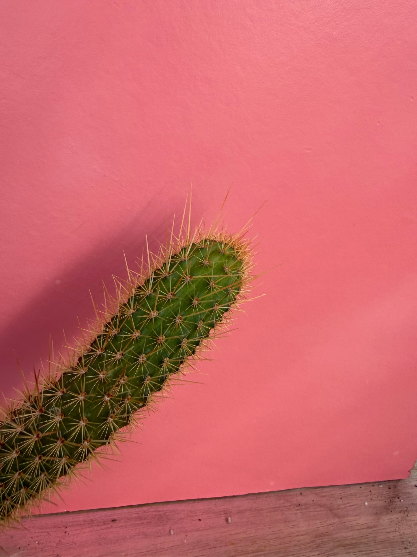 Cleistocactus species (073)