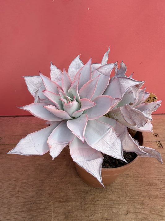 Echeveria ‘Cante’ (228)