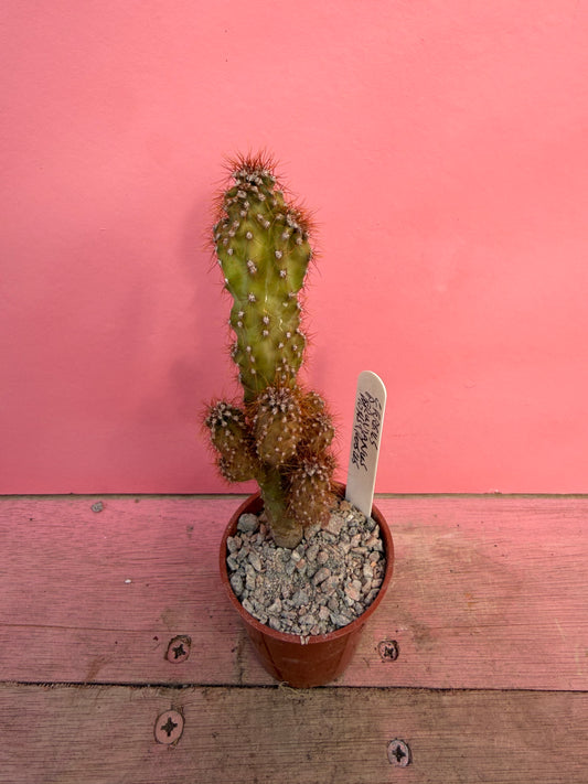 Cereus peruvianus monstrosus (061)