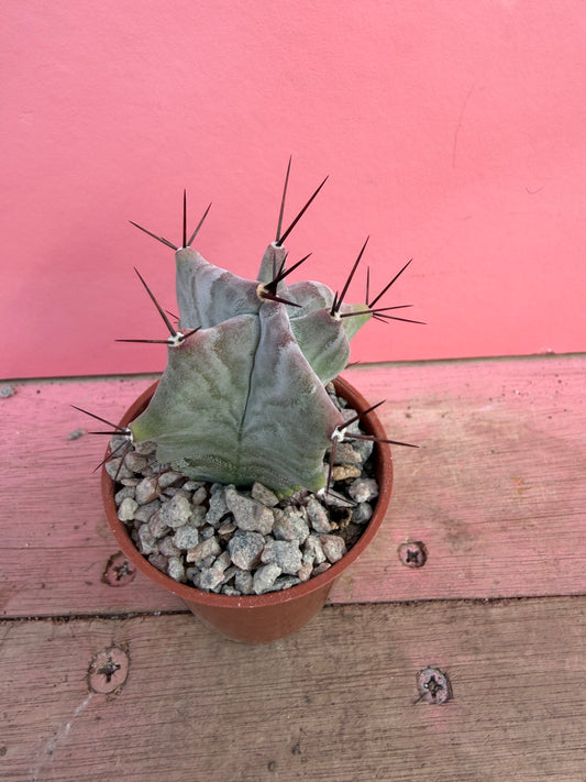 Pachycereus weberi (074)