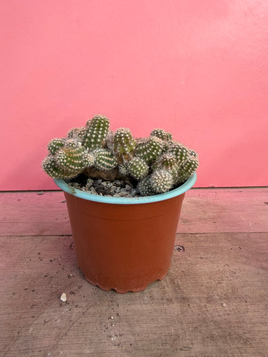 Chamaecereus silvestrii 'Peanut Cactus' (072)