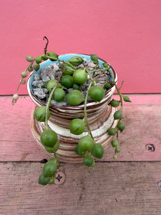 String of Pearls in Vintage Pot (085)