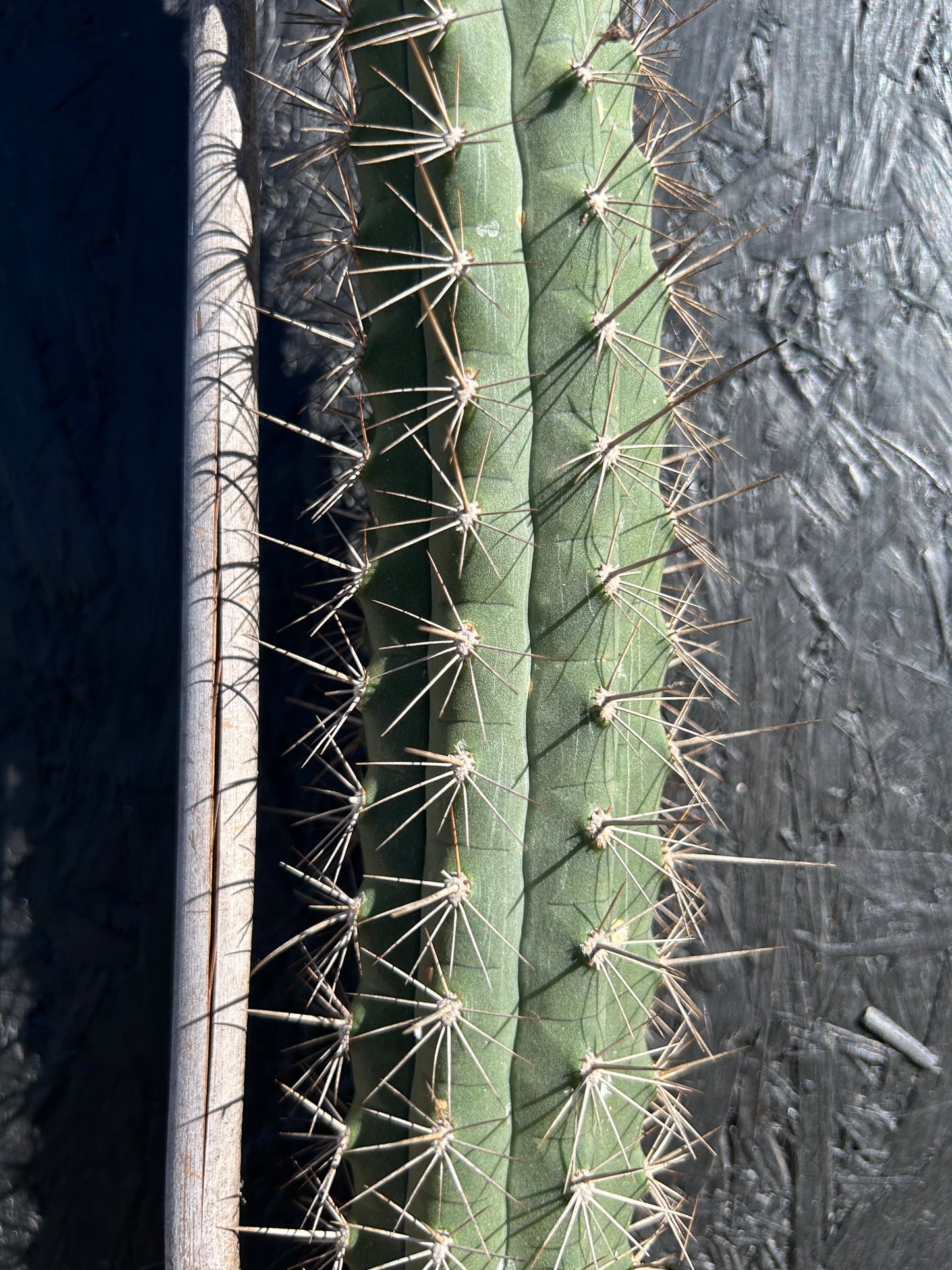 Borzicactus leonensis (ET1123)