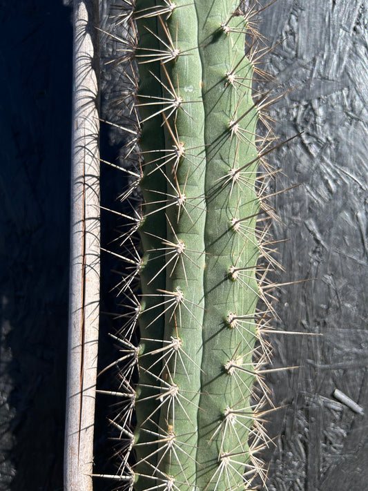 Borzicactus leonensis (ET1123)