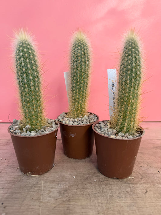 Cleistocactus strausii x c. smaragdiflorus (062)