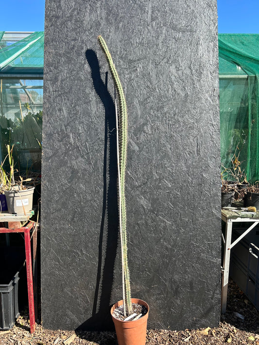 Borzicactus leonensis (ET1123)