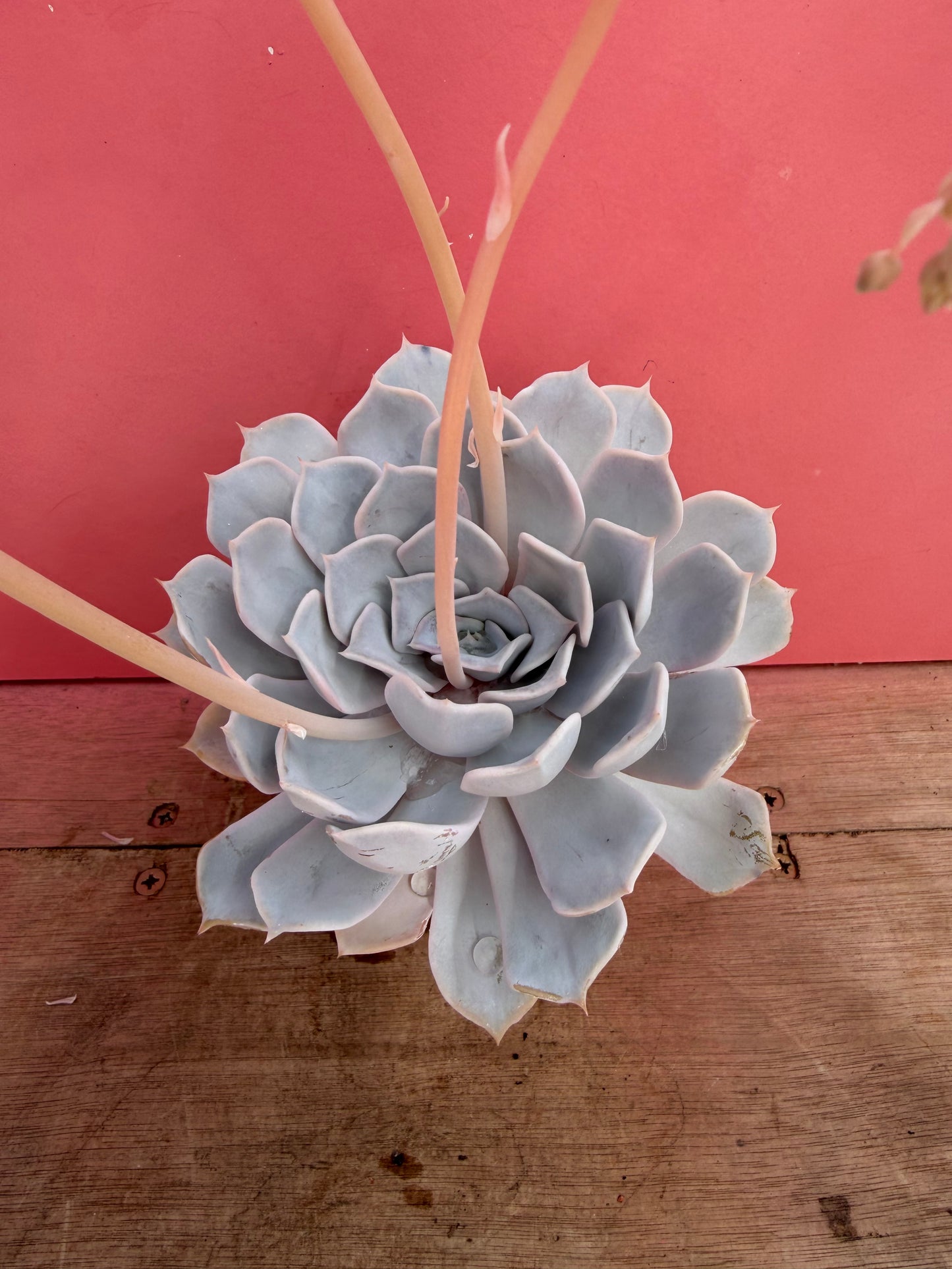 Echeveria species (226)
