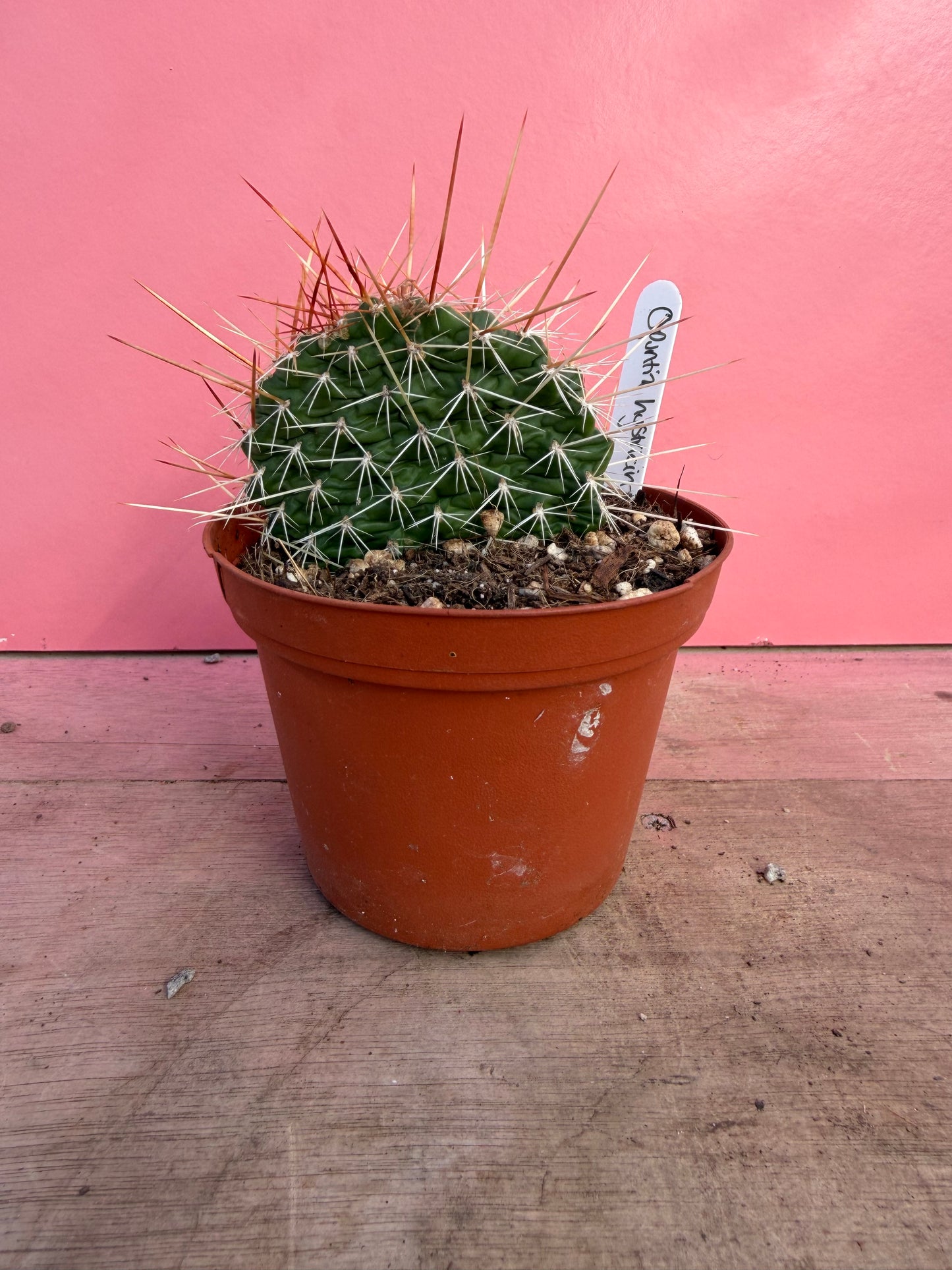 Opuntia hystricina (067)
