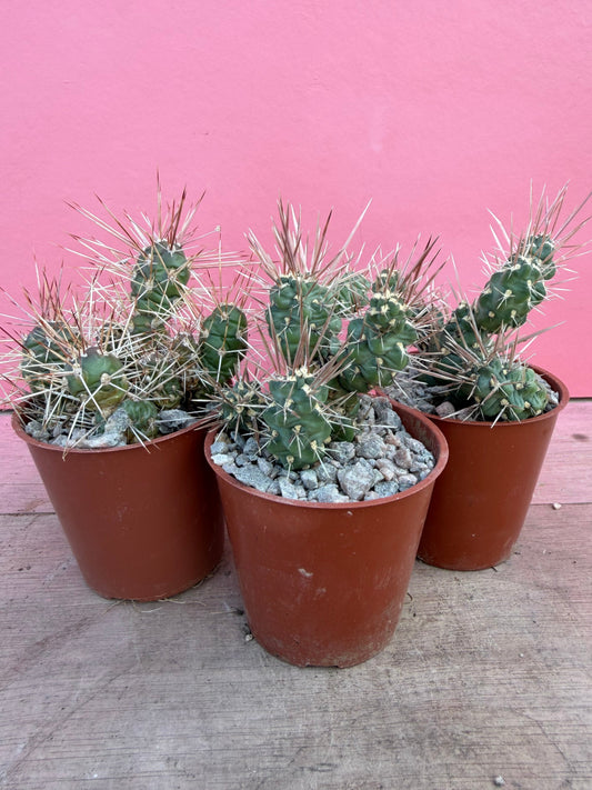 Cylindropuntia species (075)