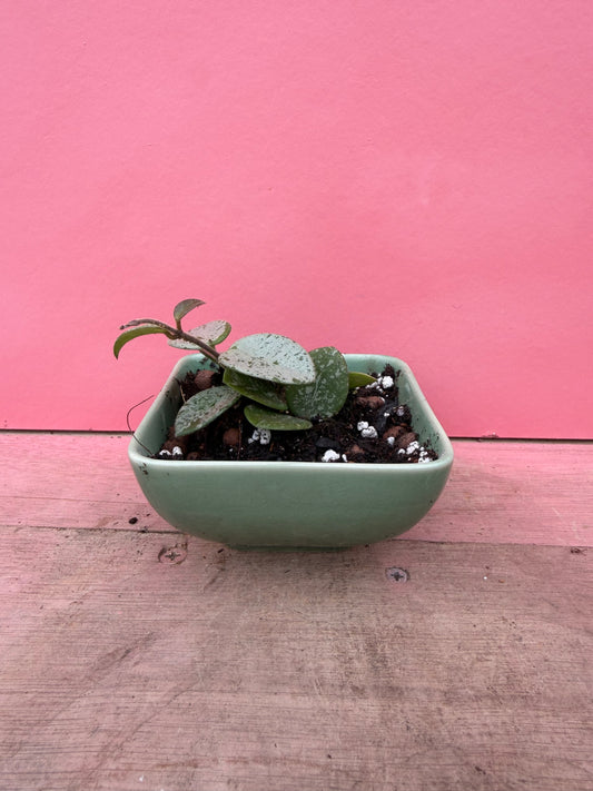 Hoya matilde in Vintage Pot (092)