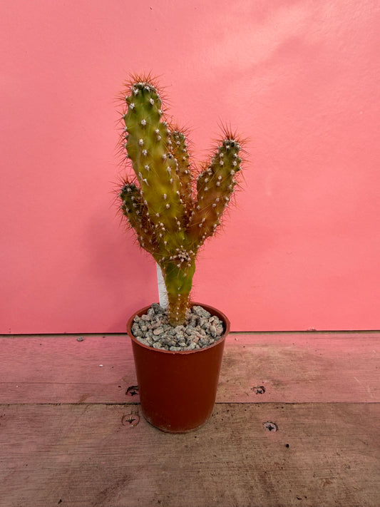 Cereus peruvianus monstrosus (060)