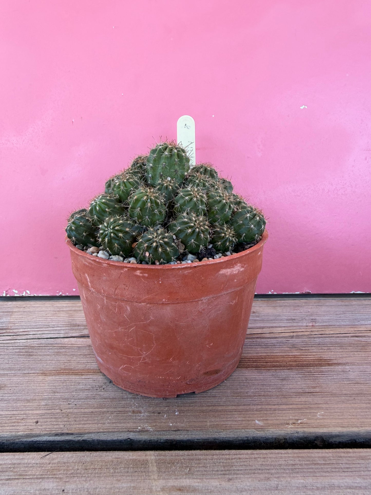 Mammillaria nazasensis (1036T)