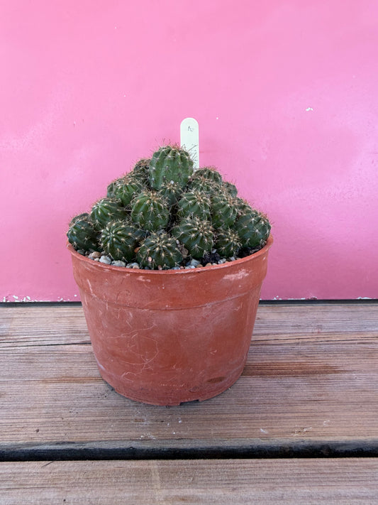 Mammillaria nazasensis (1036T)