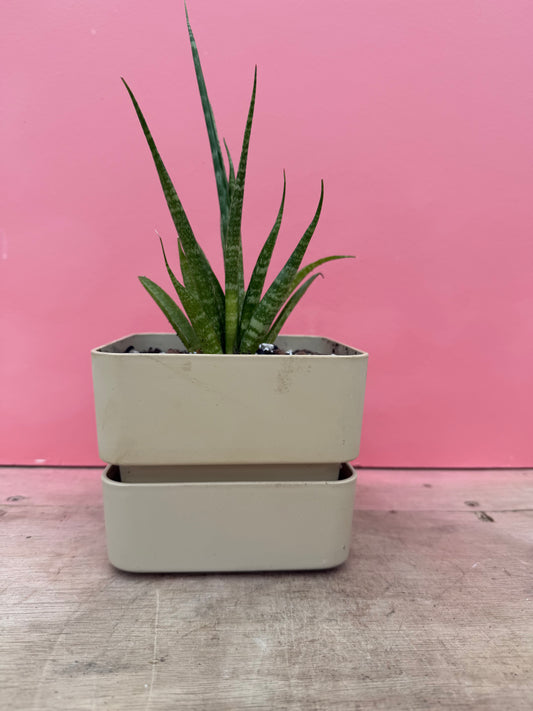 Snake Plant in Vintage Pot