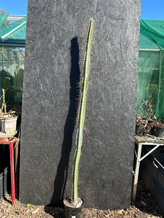 Cereus xanthocarpa (ET1126)