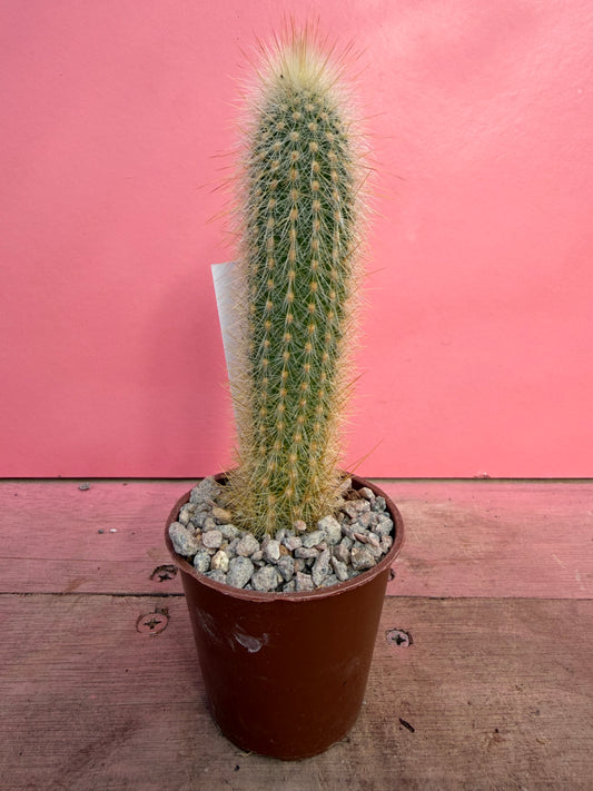Cleistocactus strausii x c. smaragdiflorus (062)