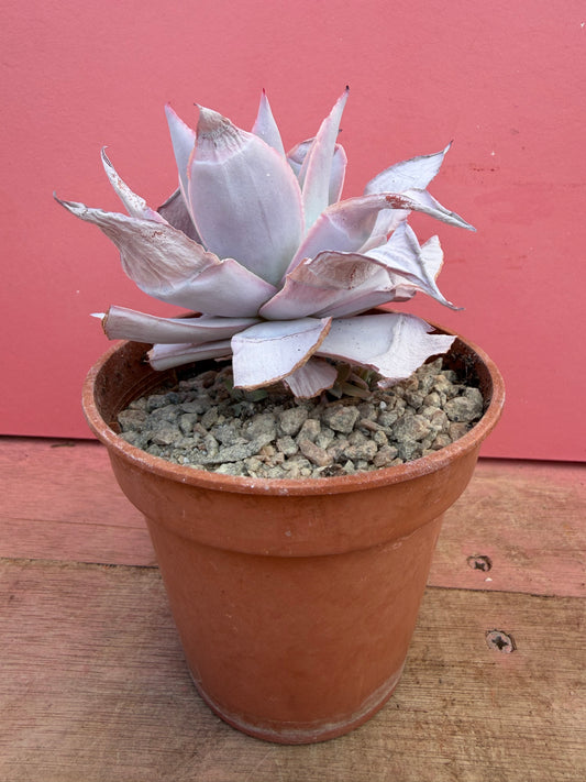 Echeveria ‘Cante’ (234)