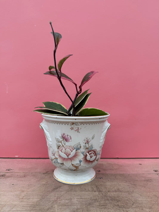 Hoya in Vintage Pot (089)