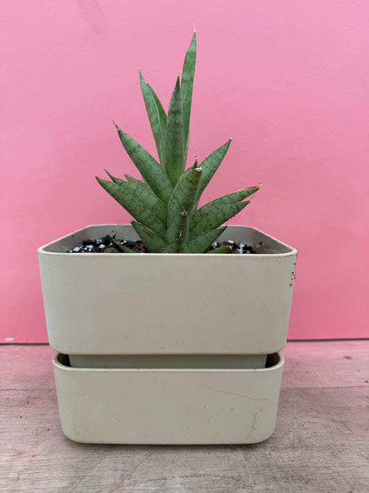 Snake Plant in Vintage Pot