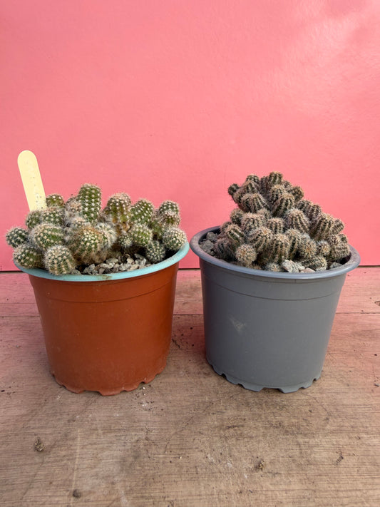 Chamaecereus silvestrii 'Peanut Cactus' (072)