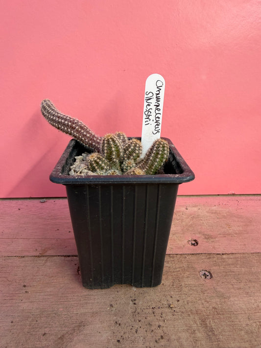 Chamaecereus silvestrii 'Peanut Cactus' (071)