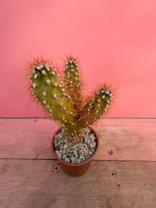 Cereus peruvianus monstrosus (060)