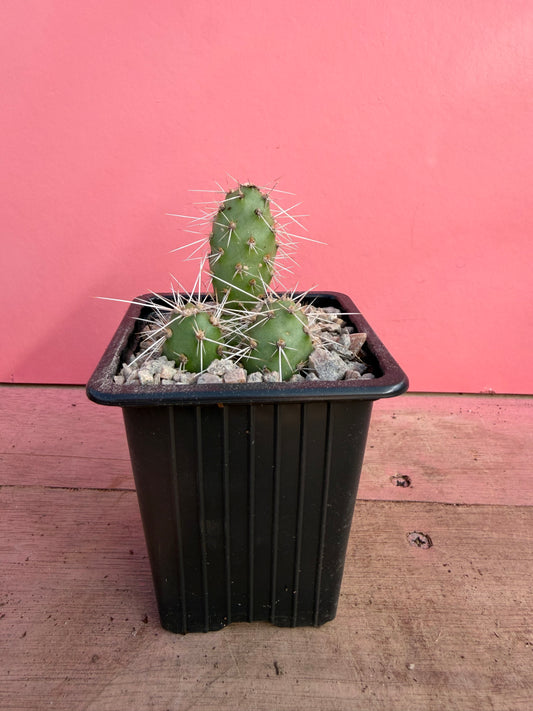 Opuntia perita (077)