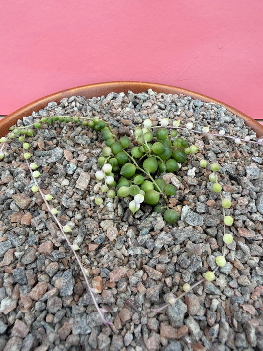 String of Pearls in Vintage Bowl (093)