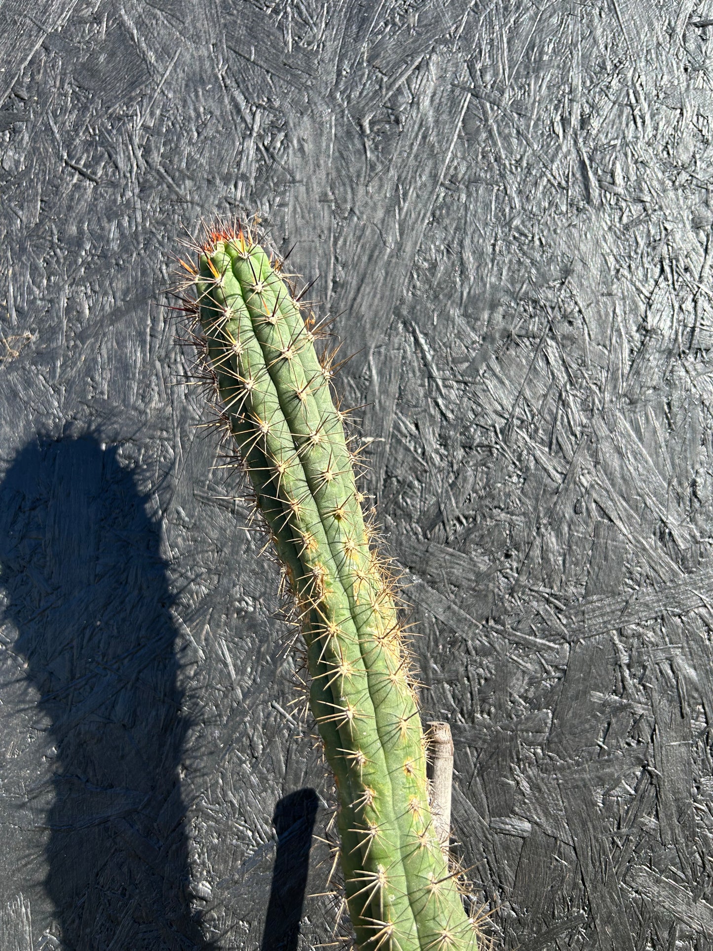 Borzicactus leonensis (ET1123)
