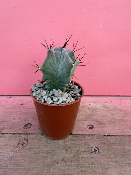 Pachycereus weberi (074)