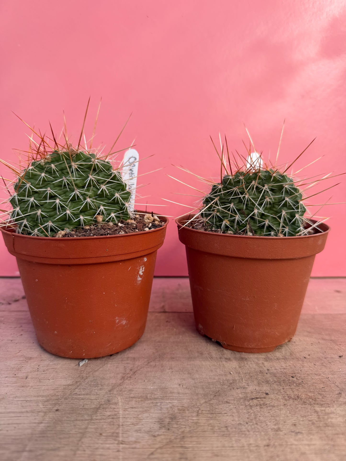 Opuntia hystricina (067)