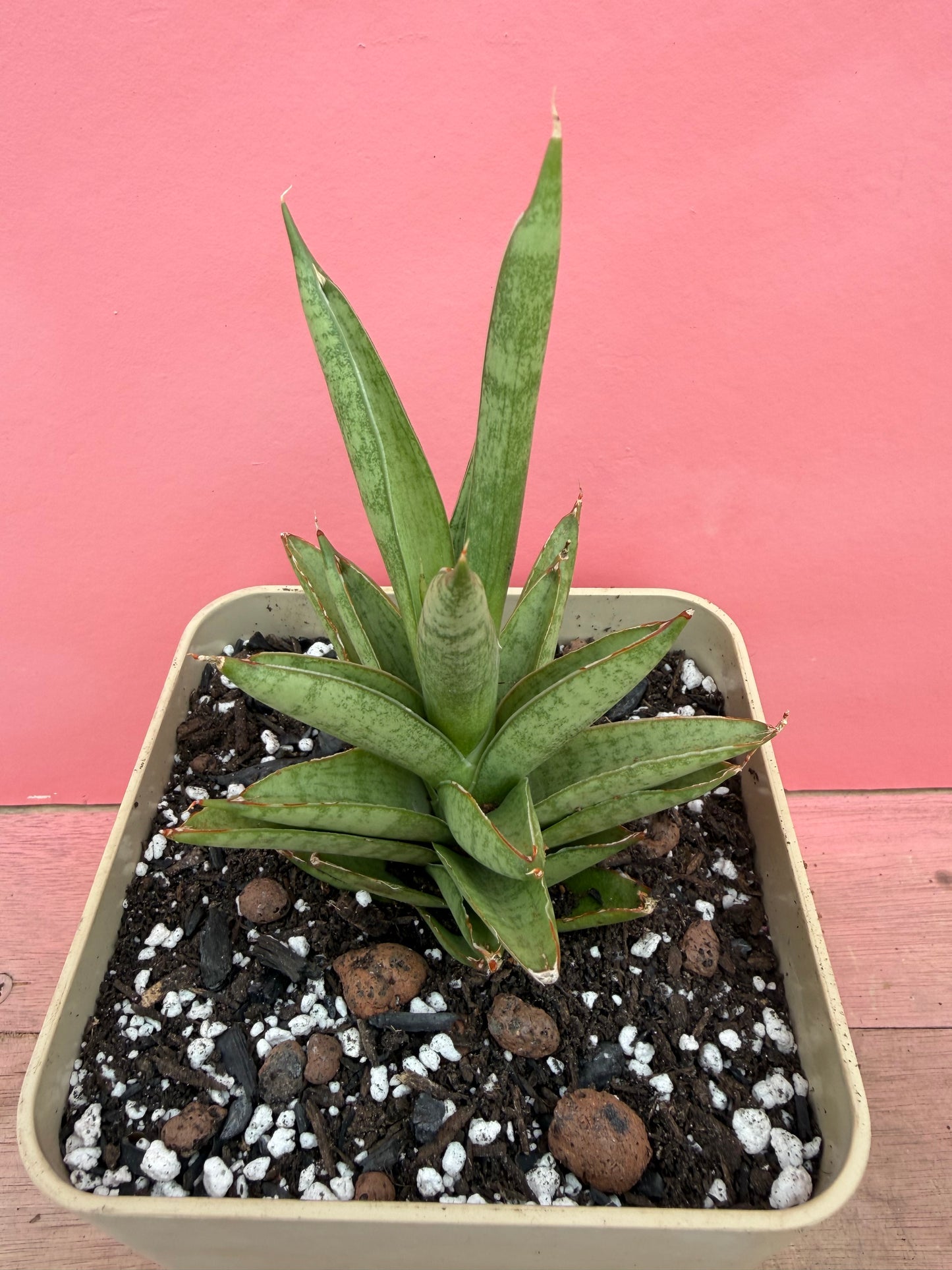 Snake Plant in Vintage Pot
