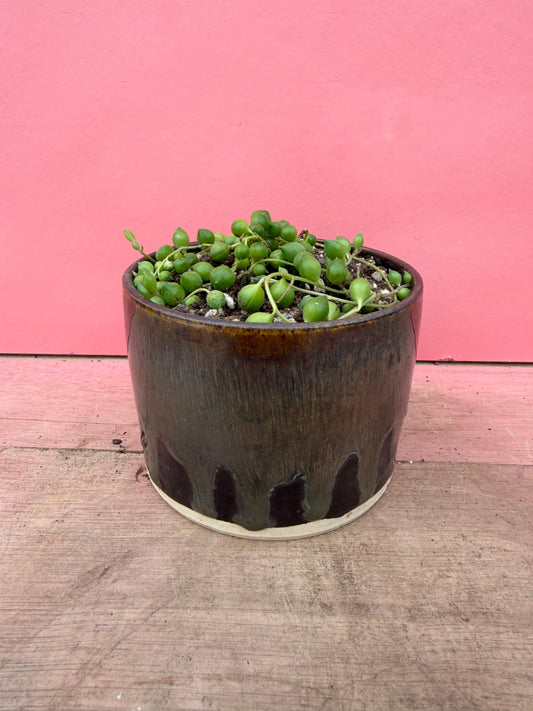 String of Pearls in Drip Glaze Pot