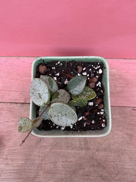 Hoya matilde in Vintage Pot (092)