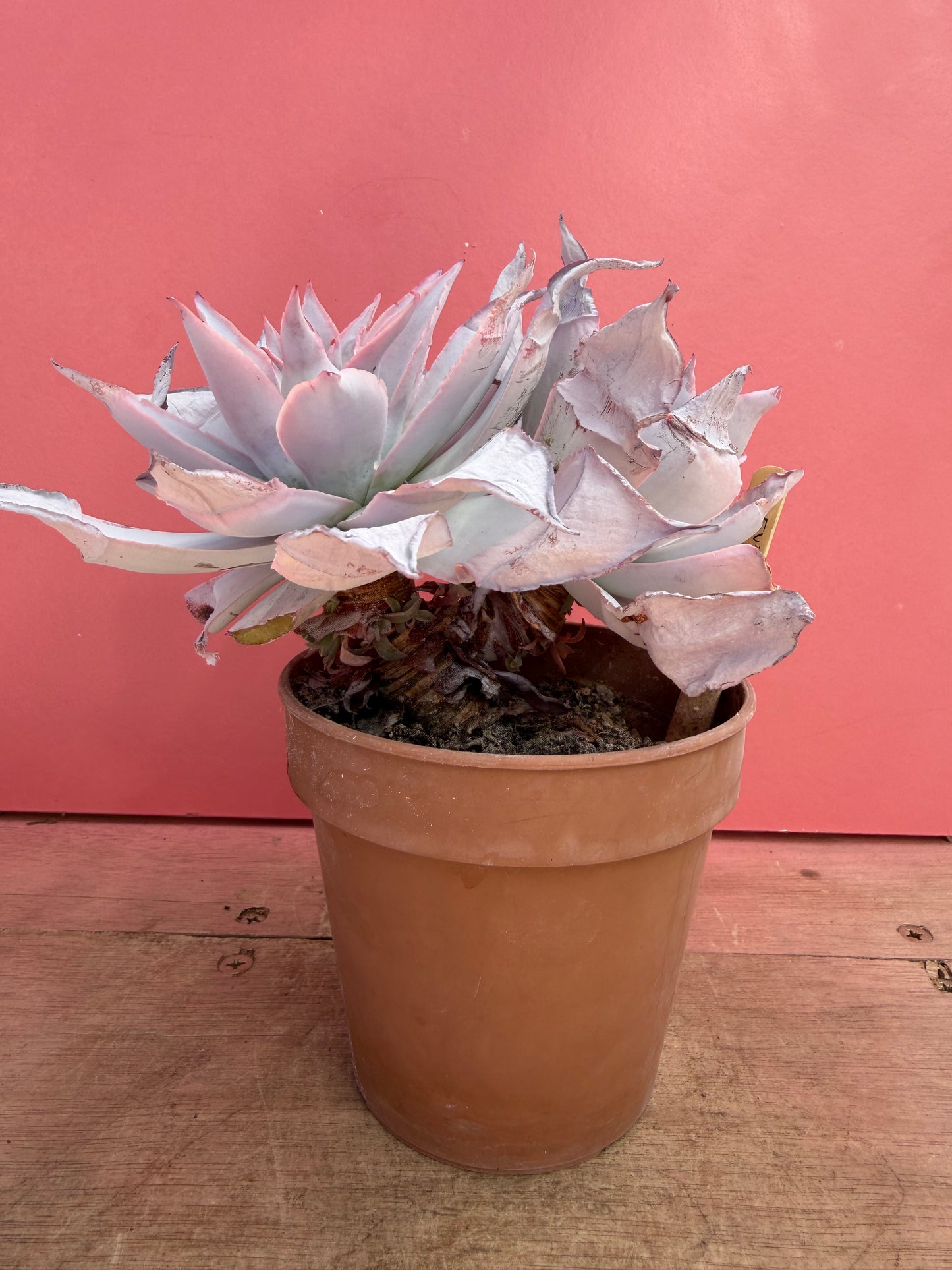 Echeveria ‘Cante’ (228)