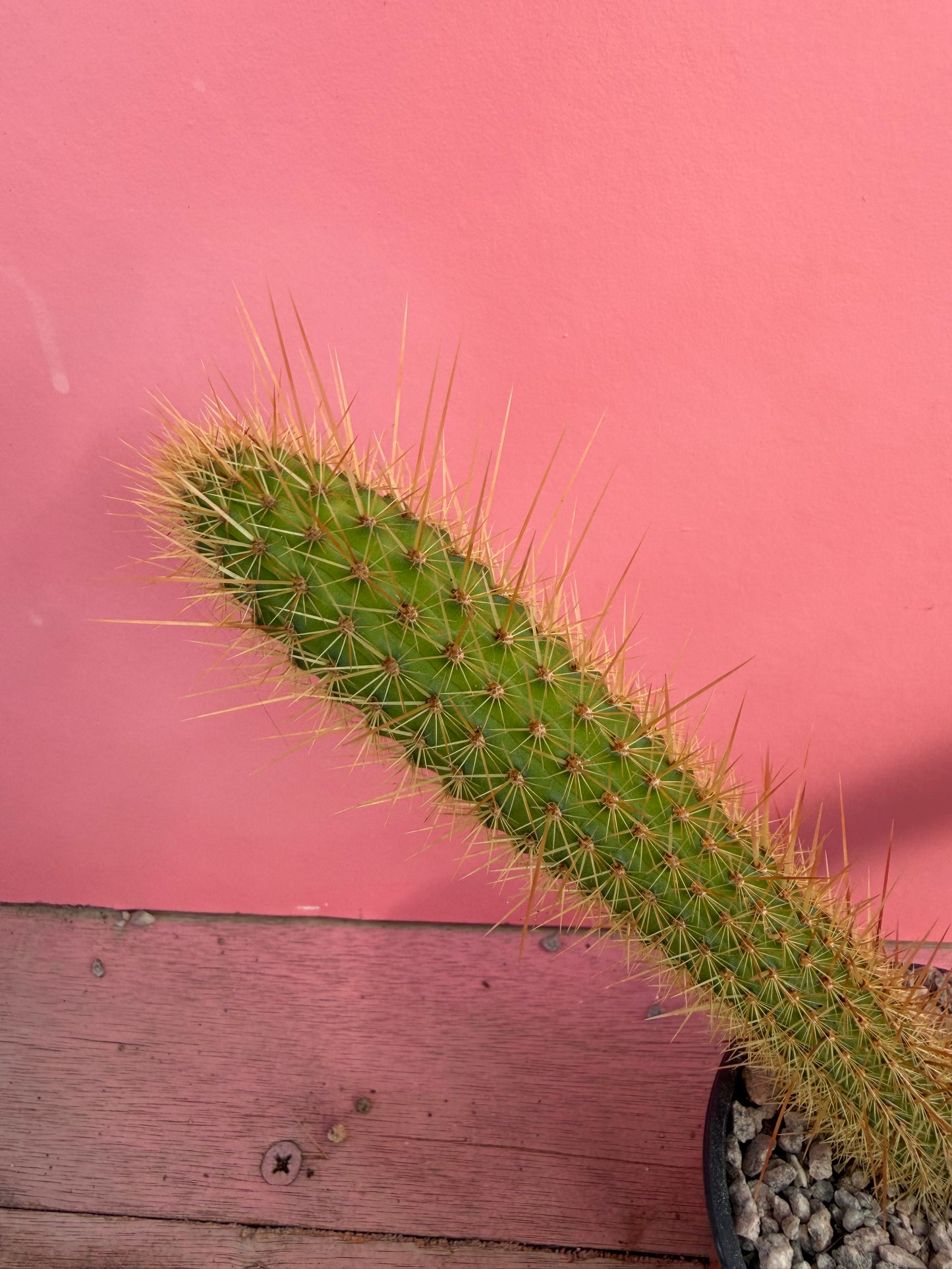 Cleistocactus species (073)