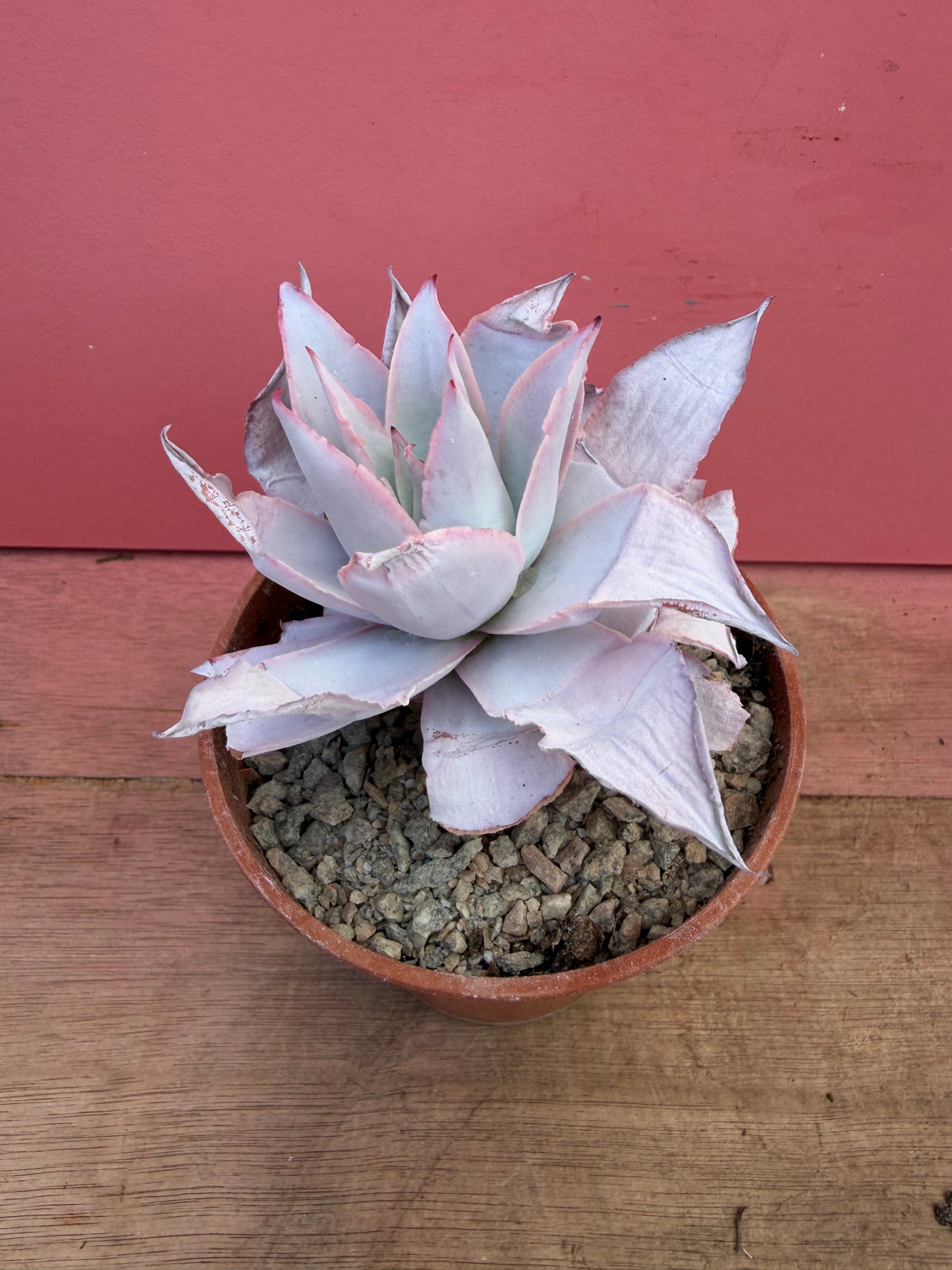 Echeveria ‘Cante’ (234)