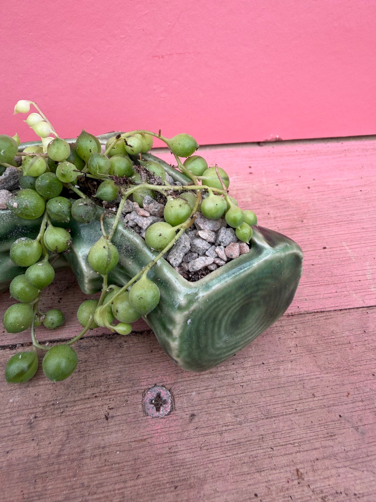 String of Pearls in Vintage Wade Pot