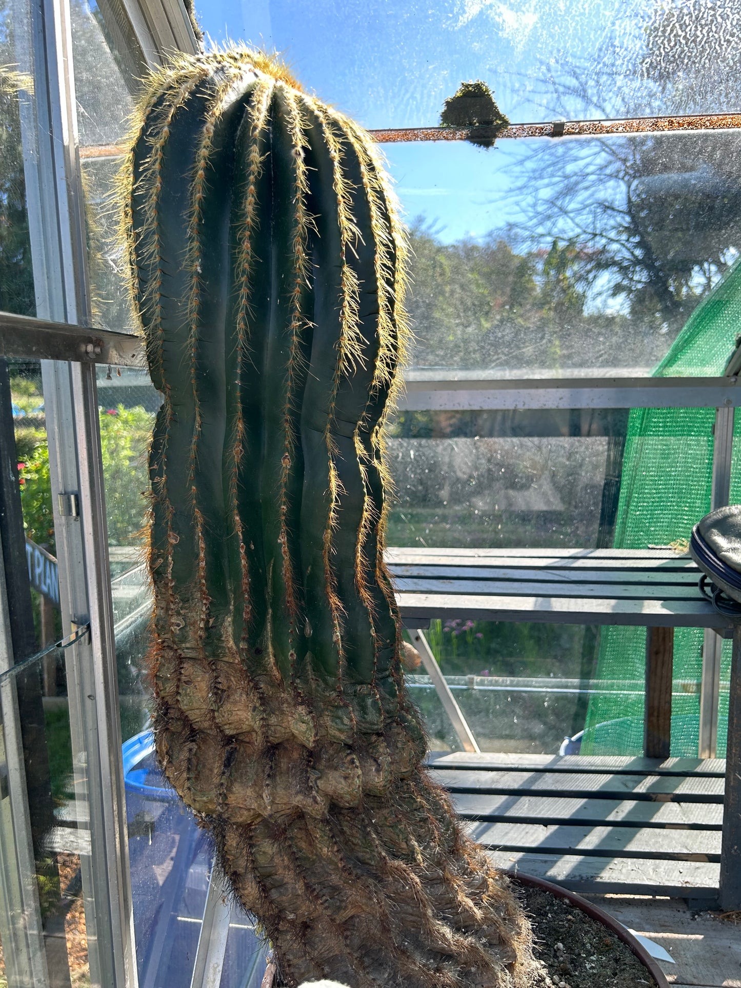 Notocactus magnificus (ET1127)