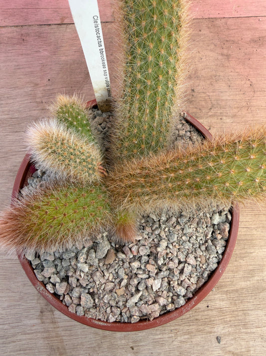 Cleistocactus brookeae ssp. vulpis cauda (065)