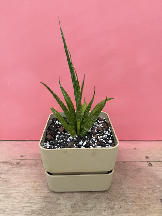 Snake Plant in Vintage Pot