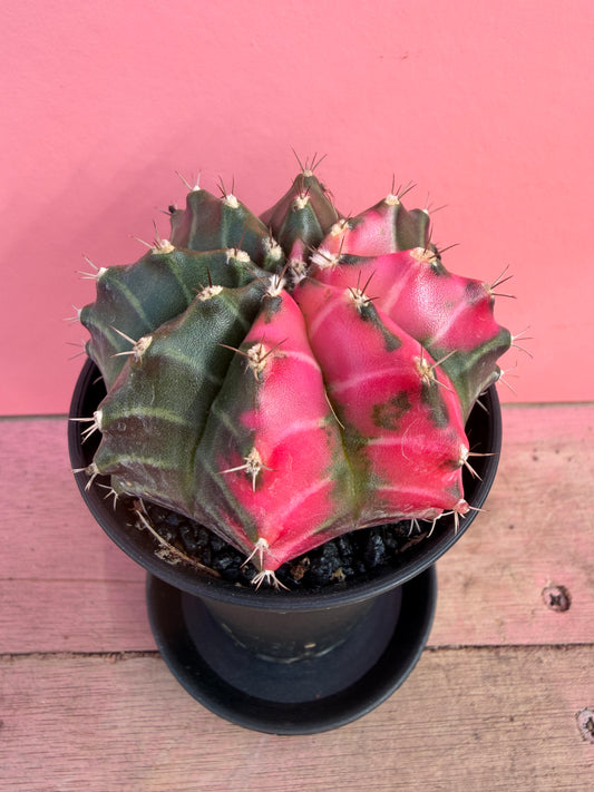 Gymnocalycium variegata