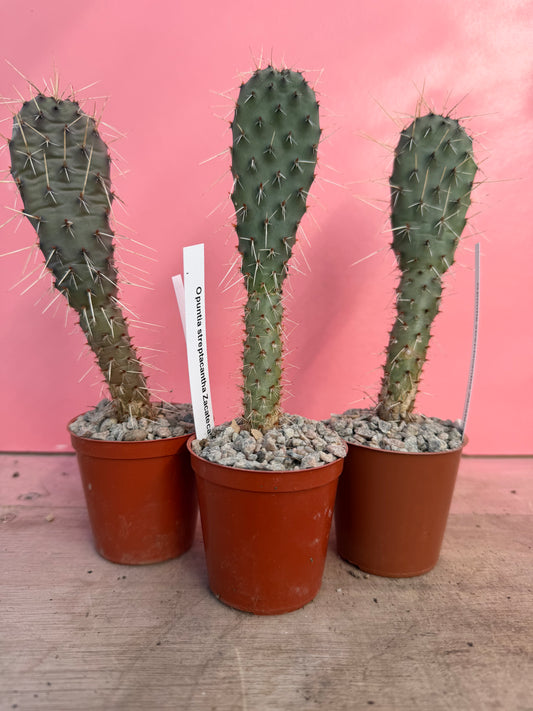 Opuntia streptacantha zacatecas 'Purple Prickly Pear' (066)