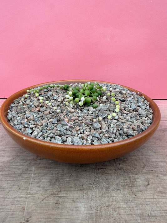 String of Pearls in Vintage Bowl (093)