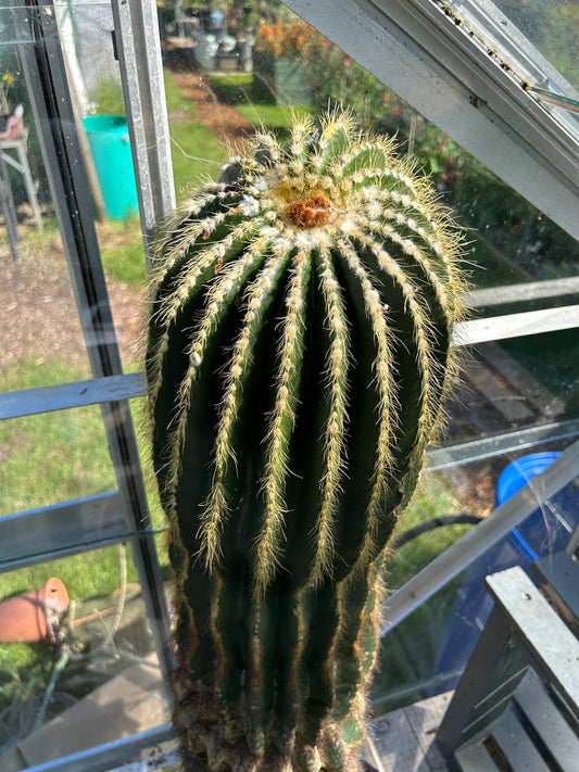 Notocactus magnificus (ET1127)