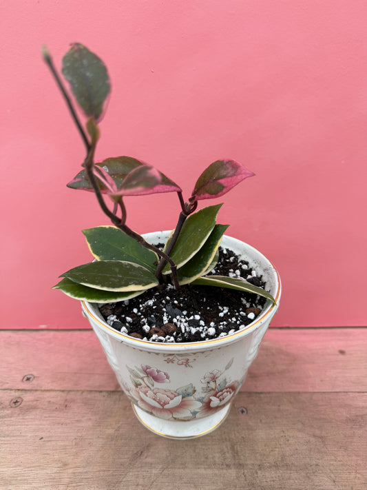Hoya in Vintage Pot (089)