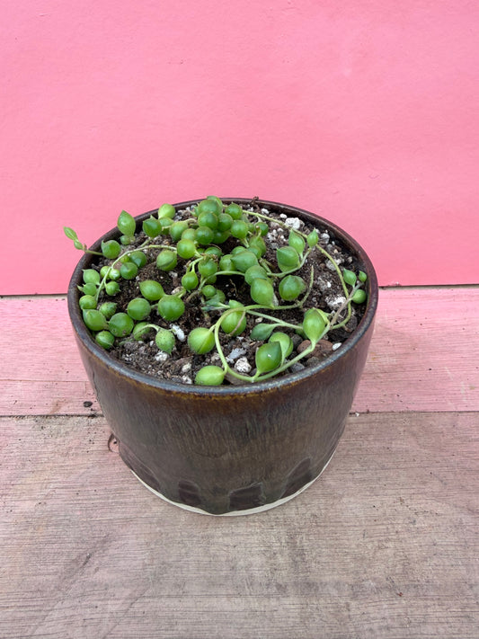 String of Pearls in Drip Glaze Pot